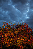 Persimmon tree in autumn and stormy skies, France