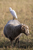 Cattle egret (Bubulcus ibis) on a sheep in the meadows of the Avignon green belt, Montfavet, Vaucluse, France