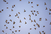 Flock of European Starlings (Sturnus vulgaris), Avignon, Vaucluse, France