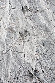 Wild boar tracks in the marl, Saint-Saturnin-lès-Apt, Luberon, France