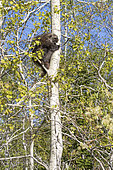 North American porcupine (Erethizon dorsata) Climbing a Quaking aspen (Populus tremuloides). Forillon National Park. Province of Quebec. Canada