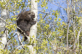 Porc-épic d'Amérique (Erethizon dorsata) grimpant sur un Tremble d'Amérique (Populus tremuloides). Parc national Forillon. Province de Québec. Canada