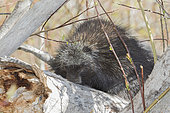 North American porcupine (Erethizon dorsata) asleep on a tree trunk lying on the ground. Forillon National Park. Province of Quebec. Canad