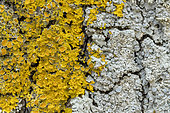 Common orange lichen (Xanthoria parietina) and Rosette lichen (Physcia sp.) on Oak bark, Bouches-du-Rhone, France