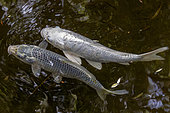 Koi Carp (Cyprinus carpio) pair swimming near surface of a pond