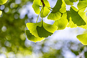 Ginkgo (Ginkgo biloba) leaves in spring