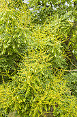 Golden rain tree, Koelreuteria paniculata, inflorescence