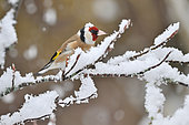 Goldfinch (Carduelis carduelis) posed on a bush under the snow, France