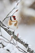 Goldfinch (Carduelis carduelis) posed on a bush under the snow, France