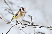 Goldfinch (Carduelis carduelis) posed on a bush under the snow, France