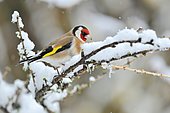 Goldfinch (Carduelis carduelis) posed on a bush under the snow, France