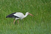 White Stork (Ciconia ciconia) catching a crayfish, Spain