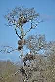 White Stork (Ciconia ciconia) nesting on a tree Spain