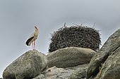 White Stork (Ciconia ciconia) on granitic rocks, Los Barruecos NM, Spain