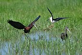 Glossy Ibis (Plegadis falcinellus) and Black winged stilt (Himantopus himantopus) quarreling, Spain
