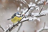 Blue tit (Cyanistes caeruleus) on a branch covered with snow, France