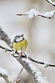 Blue tit (Cyanistes caeruleus) on a branch covered with snow, France