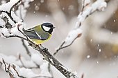 Great tit (Parus major) on a branch with snow, France