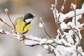 Great tit (Parus major) on a branch with snow, France