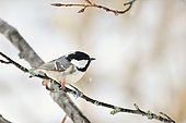 Coal Tit (Periparus ater) on a snowy branch, France