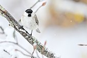 Marsh Tit (Poecile palustris) on a snowy branch, France