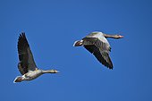 Greylag Goose (Anser anser) pair flying, Spain