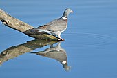 Wood pigeon (Columba palumbus) and its reflection on a branch, Spain