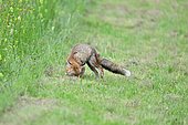 Red Fox (Vulpes vulpes) in search a worm in the grass, France