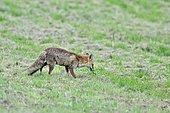 Red Fox (Vulpes vulpes) eating a worm in the grass, France