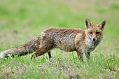 Red Fox (Vulpes vulpes) in search a worm in the grass, France