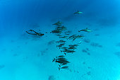 Freediver and pod of Spinner dolphins (Stenella longirostris) over shallow sandy lagoon. Marsa Alam, Egypt. Red Sea