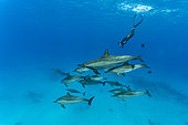 Freediver and pod of Spinner dolphins (Stenella longirostris) over shallow sandy lagoon. Marsa Alam, Egypt. Red Sea