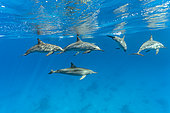 Pod of Spinner dolphins (Stenella longirostris) swimming close to the surface. Marsa Alam, Egypt. Red Sea