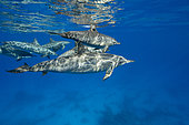 Pod of Spinner dolphins (Stenella longirostris) swimming close to the surface. Marsa Alam, Egypt. Red Sea