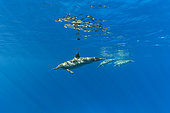 Three Spinner dolphins (Stenella longirostris) swimming close to the surface. Marsa Alam, Egypt. Red Sea