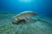 Dugong (Dugong dugon) feeding on a seagrass meadow (Halophila stipulacea), accompanied by a young Golden trevally (Gnathanodon speciosus). Marsa Alam, Egypt. Red Sea