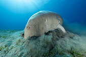 Dugong (Dugong dugon) feeding on a seagrass meadow (Halophila stipulacea). Marsa Alam, Egypt. Red Sea