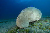 Dugong (Dugong dugon) resting on the bottom after feeding on seagrass meadow (Halophila stipulacea). Marsa Alam, Egypt. Red Sea