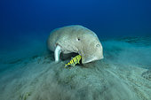 Dugong (Dugong dugon) feeding on a seagrass meadow (Halophila stipulacea), accompanied by a young Golden trevally (Gnathanodon speciosus). Marsa Alam, Egypt. Red Sea