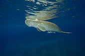 Dugong (Dugong dugon) swimming close to the surface. Marsa Alam, Egypt. Red Sea