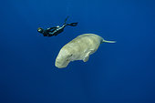Freediver swimming with Dugong (Dugong dugon). Marsa Alam, Egypt. Red Sea