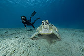 Freediver watching a Green turtle (Chelonia mydas) feeding on seagrass at the bottom. Abu Dabbab Bay, Marsa Alam, Egypt, Red Sea