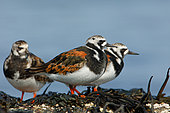 Ruddy Turnstone (Arenaria interpres) in breeding plumage, Lofoten, Norway