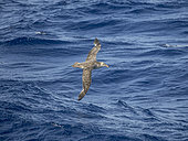 Northern Giant Petrel oder Hall's Giant Petrel (Macronectes halli) in flight over the stormy southern ocean. Antarctica, Drake Passage, February