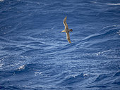 Southern Giant Petrel (Macronectes giganteus) in flight over the stormy Drake Passage, Antarctica, February