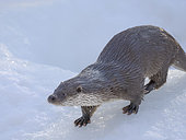 Eurasian otter (Lutra lutra) during winter, enclosure. Europe, Finland, Ranua Wildlife Park, March