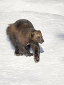 Wolverine (Gulo gulo) during winter, enclosure. Europe, Finland, Ranua Wildlife Park, March