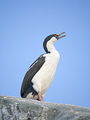 Antarctic Shag or Antarctic cormorant (Leucocarbo bransfieldensis), The taxonomie of the blue-eyed shags in and around Antarctica is under dispute. Hydrurga Rocks, Antarctic Peninsula