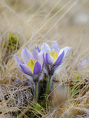 Spring pasqueflower (Pulsatilla vernalis) also called arctic violet, lady of the snows growing in the high mountains of the Oetztal Alps. Europa, Italien, Suedtirol, Alto adige Europe, Italy, South Tyrol, Alto Adige, spring