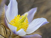 Spring pasqueflower (Pulsatilla vernalis) also called arctic violet, lady of the snows growing in the high mountains of the Oetztal Alps. Europa, Italien, Suedtirol, Alto adige Europe, Italy, South Tyrol, Alto Adige, spring